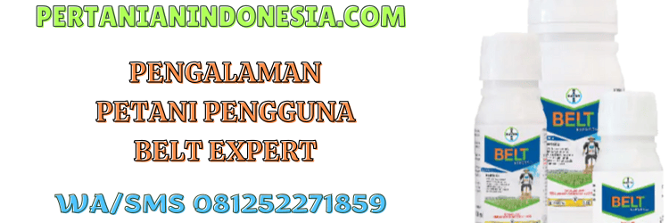 pengalaman,petani,pengguna,insektisida,pertanian indonesia
